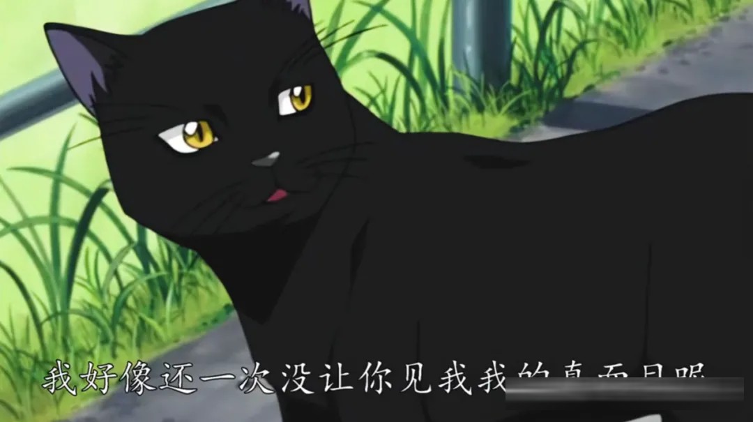 动漫猫角色盘点：夏目、恰恰丸等不正常的猫